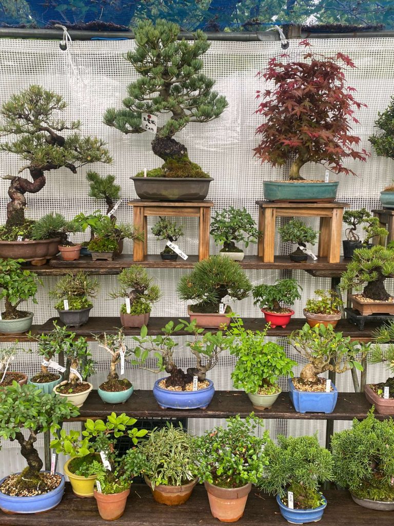 Bonsai Bäume kaufen Osaka