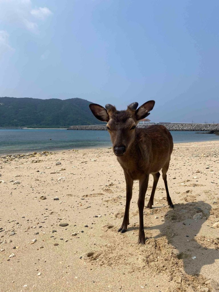 Okinawa Hirsche am Strand