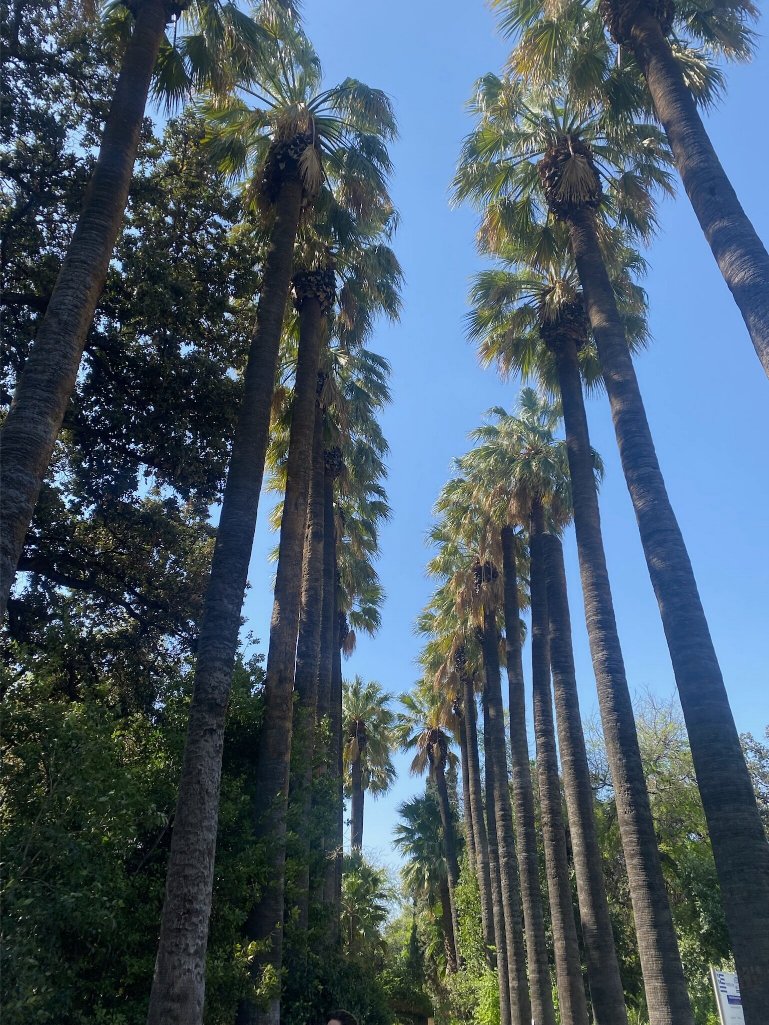 Palmen Allee im Nationalgarten Athen