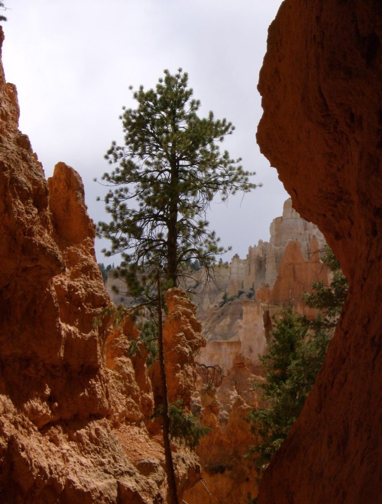 Zion NP