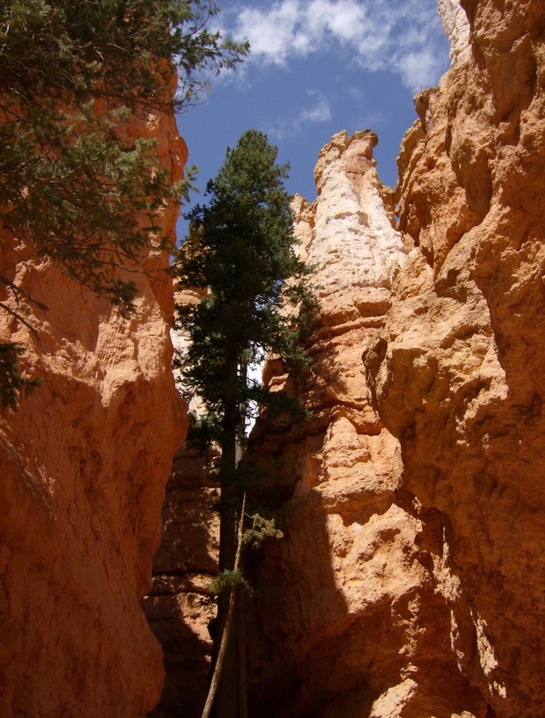 Zion NP