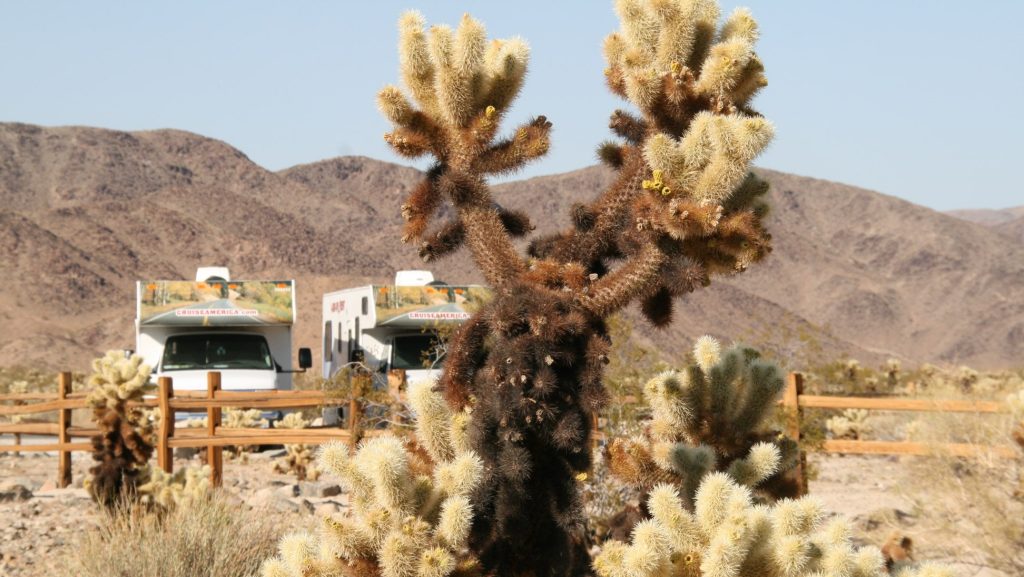 Joshua Tree NP auf deinem USA Roadtrip