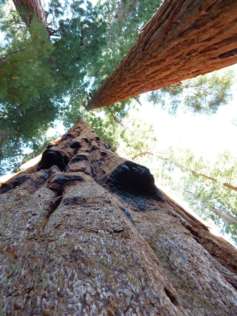 Sequoia NP