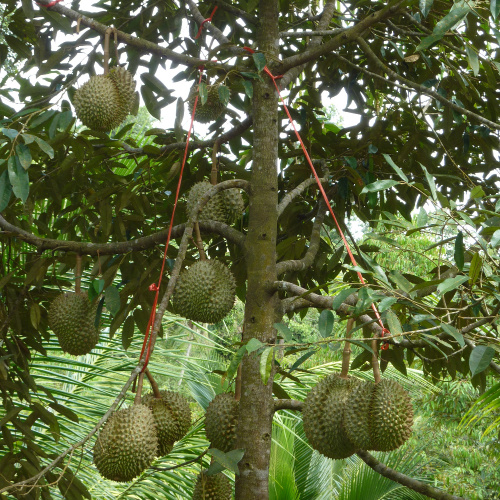 Thailand Inseln Durian