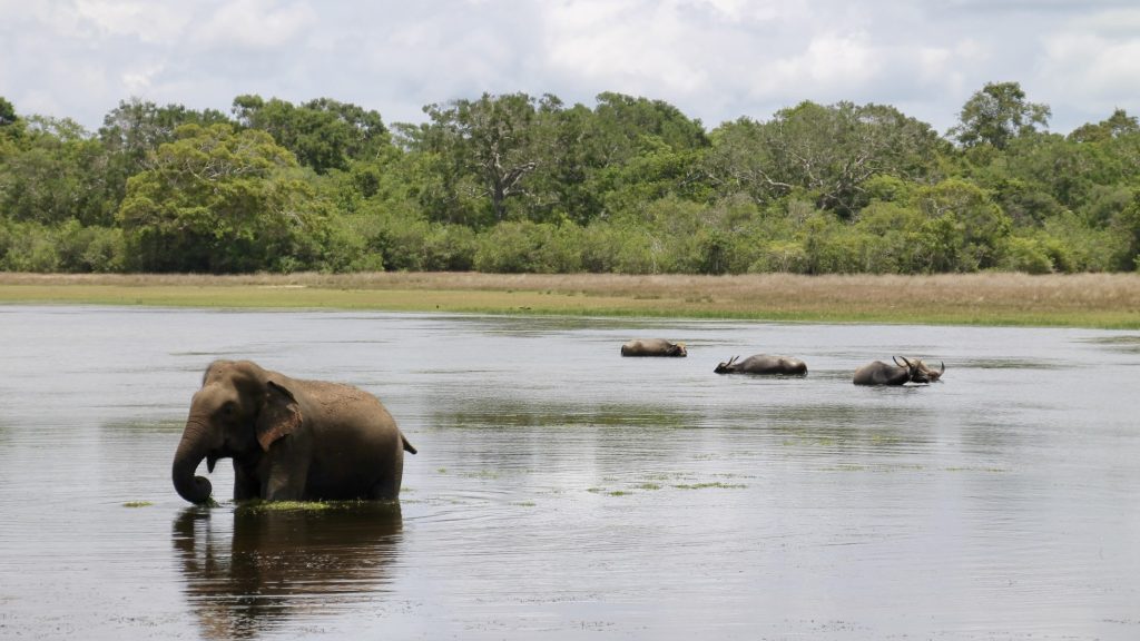 Elefant beim Baden im Nationalpark