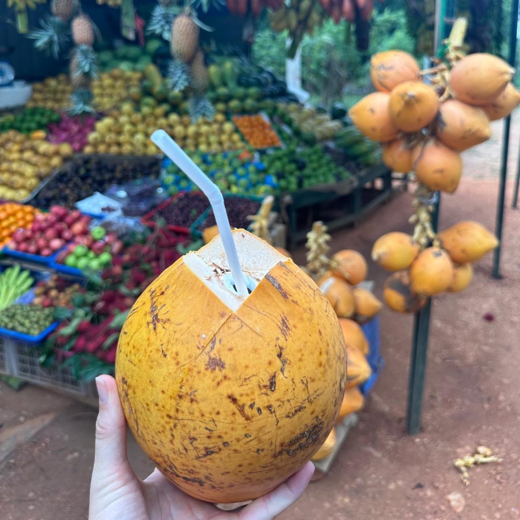 Kokosnuss im Sri Lanka Norden