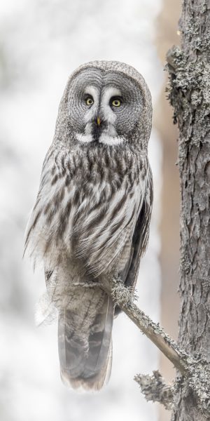 Naturfoto av lappugle sittende i tre