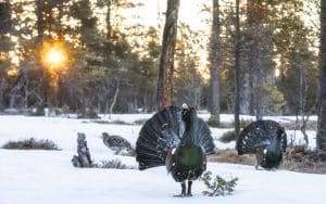 Den som intet våger, intet vinner