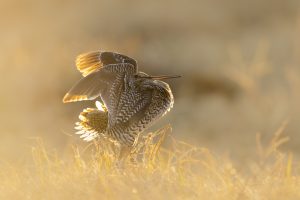 Naturfoto av dobbeltbekkasin i gyllent lys