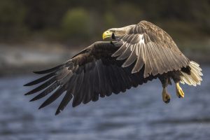 Naturfoto av flyvende havørn over vann