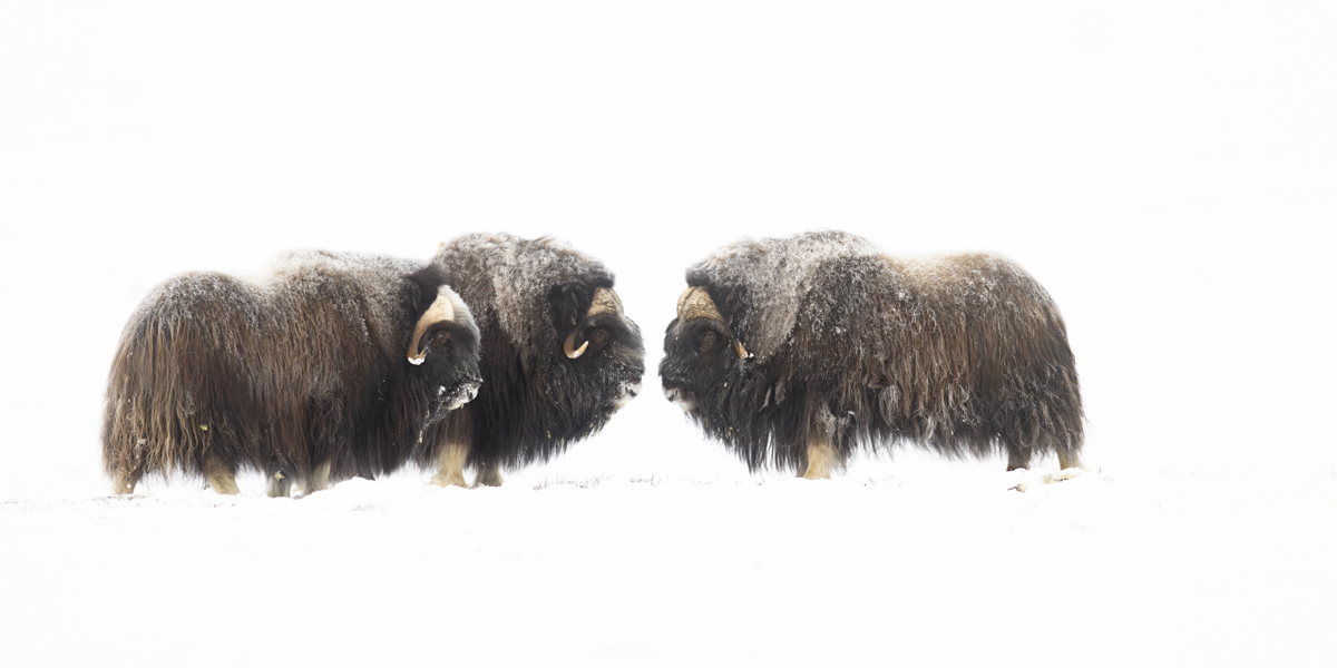Naturfoto av moskuser på Dovrefjell vinter med hvit bakgrunn