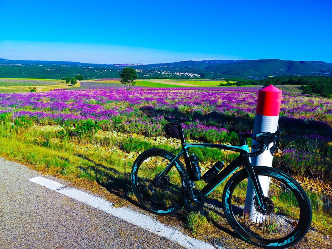 The Lavender Fields of Sault