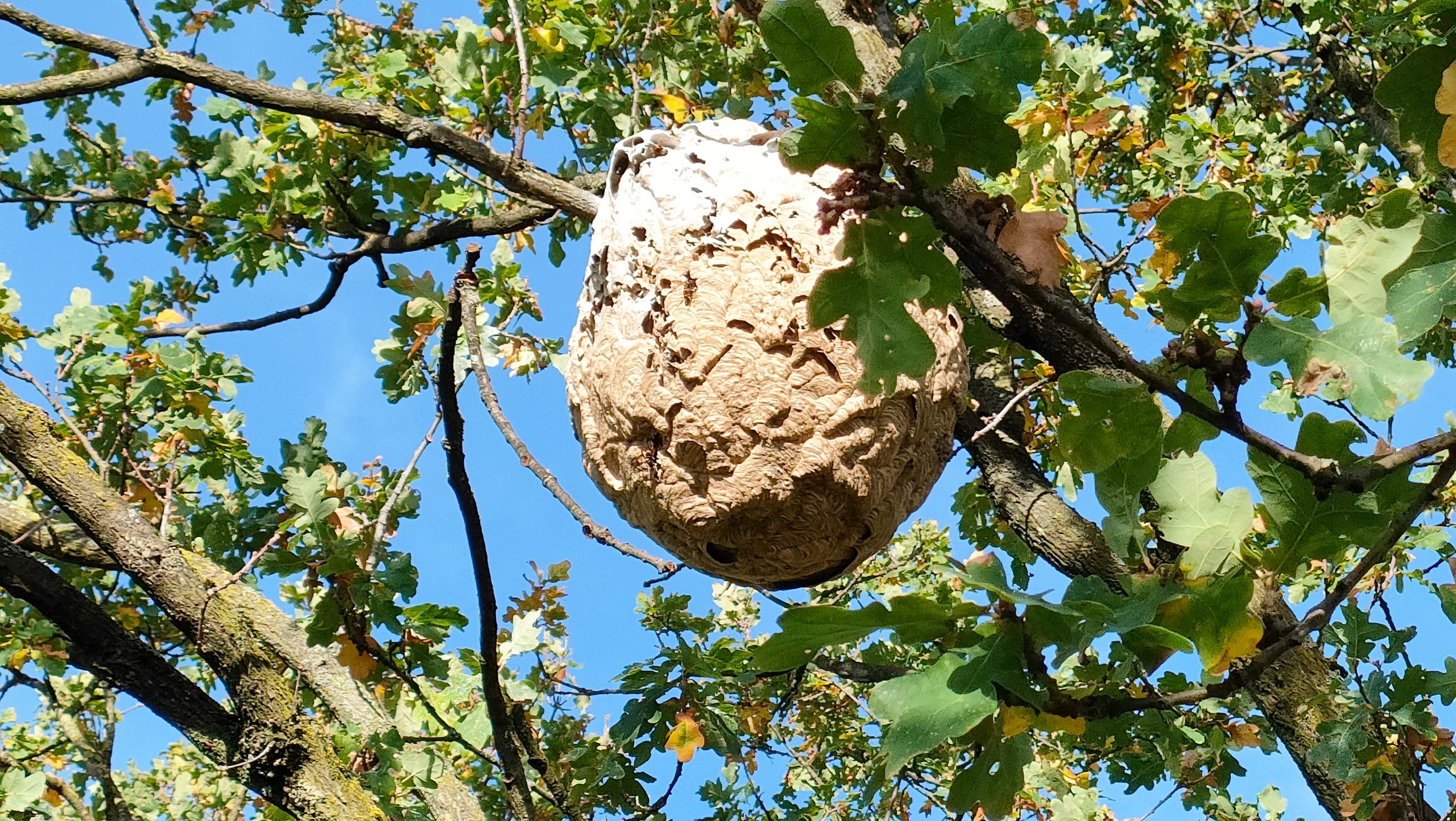 Nest der asiatischen Hornisse (Vespa velutina)