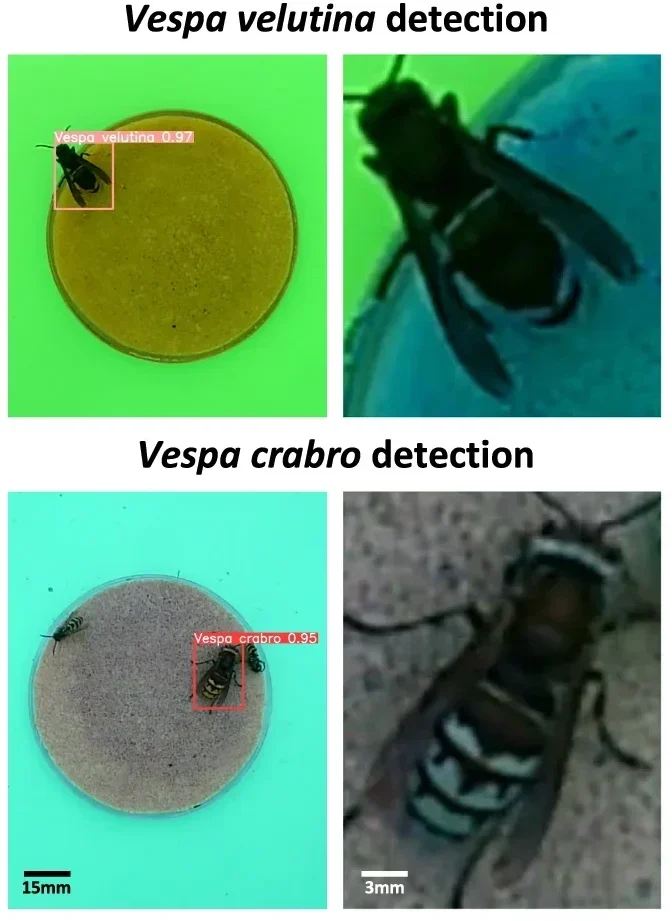 Erkennung Vespa velutina oder Vespa crabro