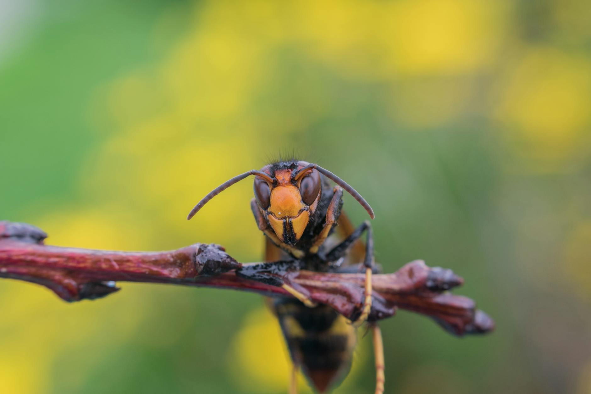 a macro shot of a hornet