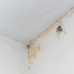 Black mold stains in corner of room. Mildew on white wall ready for renovation.