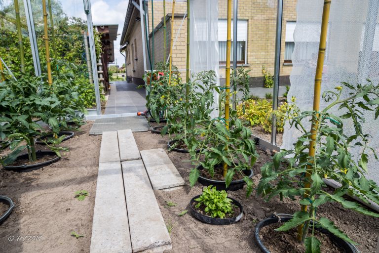 30 mei 2019 - De tomatenplanten ongeveer drie weken na het uitplanten. De eerste bloemtrossen verschijnen.