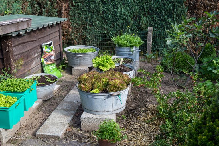 25 juni 2019 - Onze salad bar