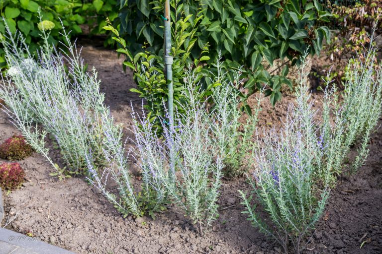 25 juni 2019 - Perovskia 'Blue Spire' komt in bloei