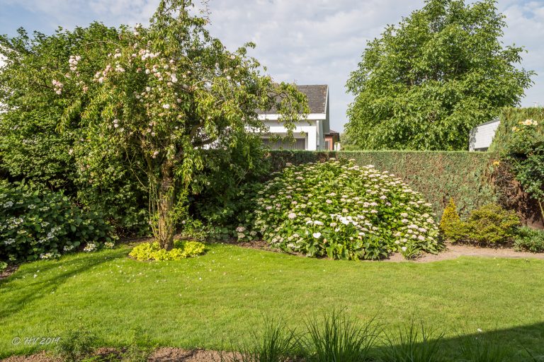 25 juni 2019 - roos 'Awakening'