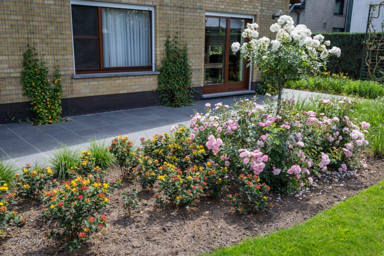 25 juni 2019 - Hypericum 'Miracle Grandeur'