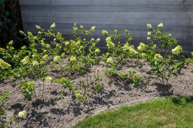 8 juli 2019 - Hydrangea paniculata 'Fraise-Melba' (r)