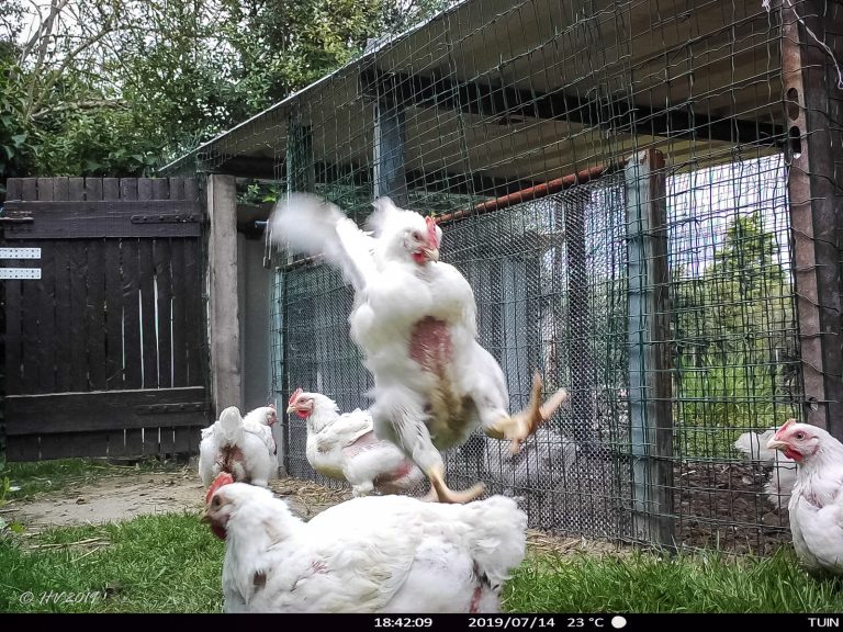 14 juli 2019 - Flying chicken