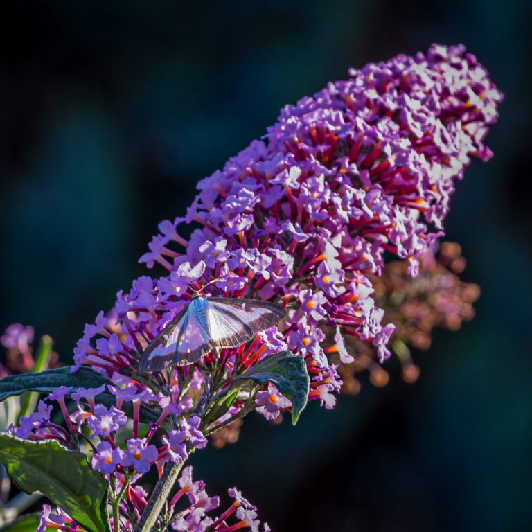 30 augustus 2019 - buxusmot op vlinderstruik