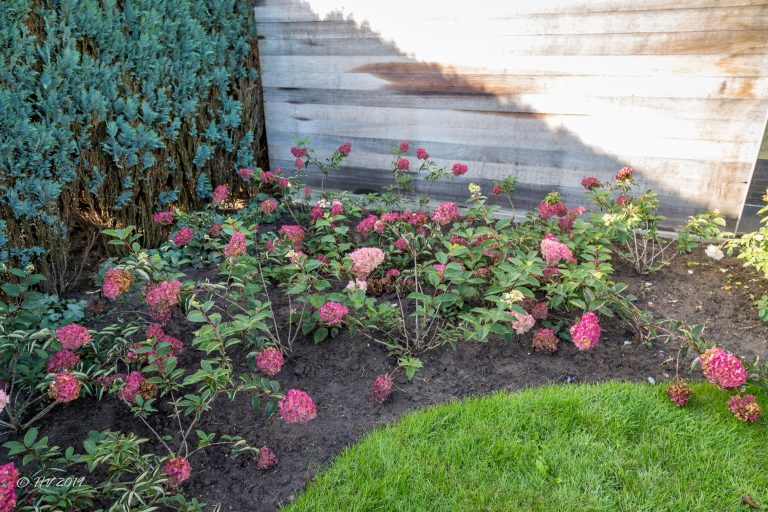 10 oktober 2019 - de Hydrangea Paniculata 'Fraise-Melba' doet het zeer goed.