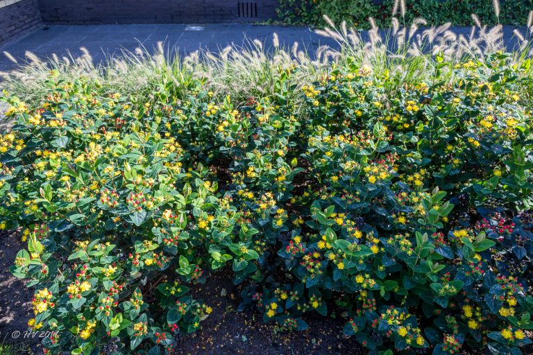 10 oktober 2019 - Hypericum ‘Miracle Grandeur’