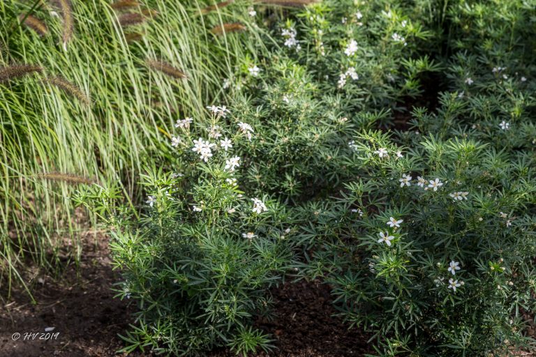 10 oktober 2019 - Choisya ternata ‘White Dazzler’