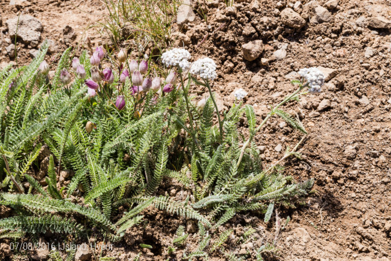 IJsland, een beetje flora op Námafjall