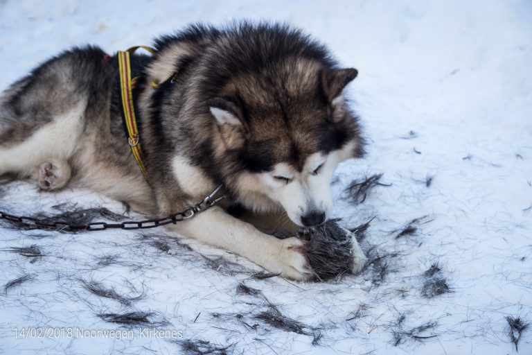 Alaskan Malamute met zijn kluif