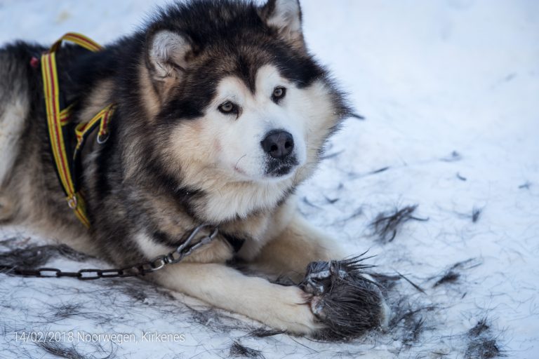 Alaskan Malamute met zijn kluif