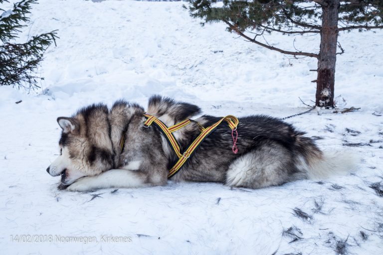 Alaskan Malamute