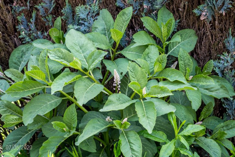 07/05/2020: Westerse karmozijnbes (Phytolacca acinosa) begint te bloeien