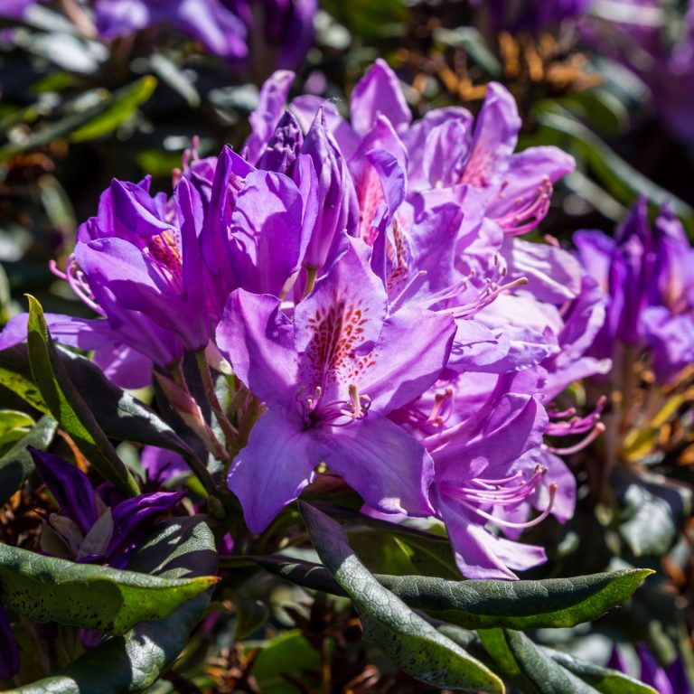 15/05/2020: Rhododendron