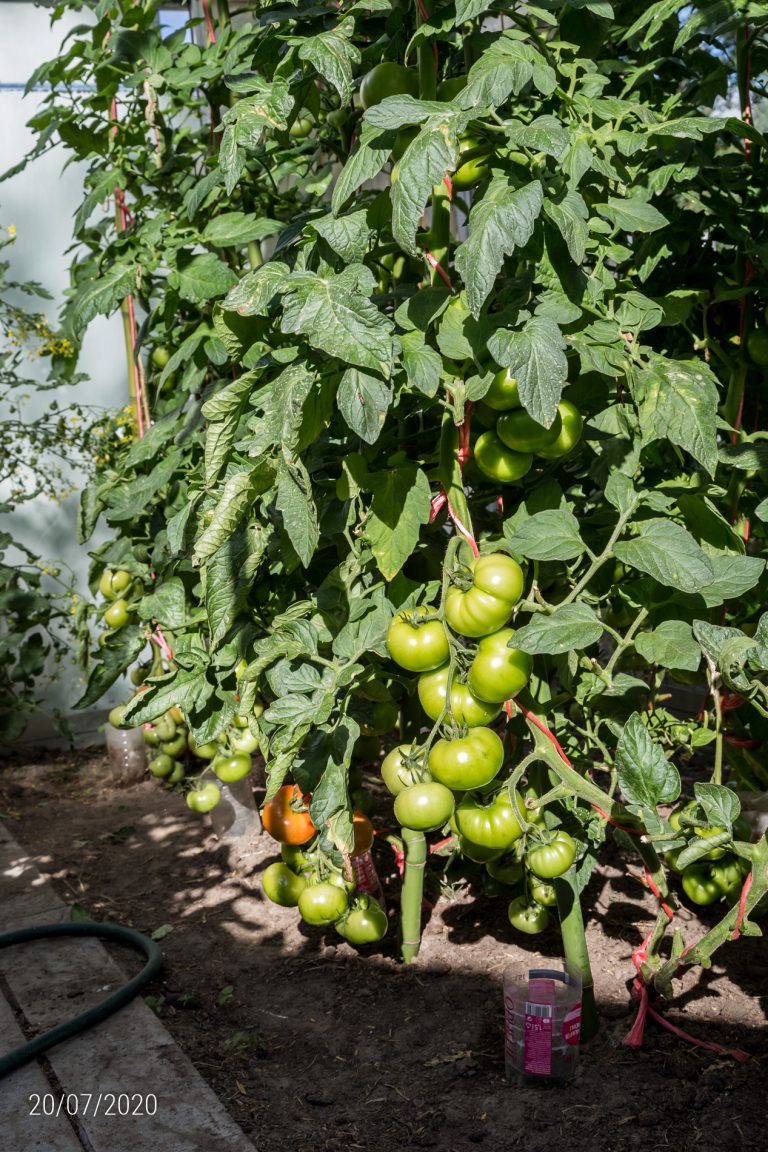 20/07/2020: tomaten in overvloed