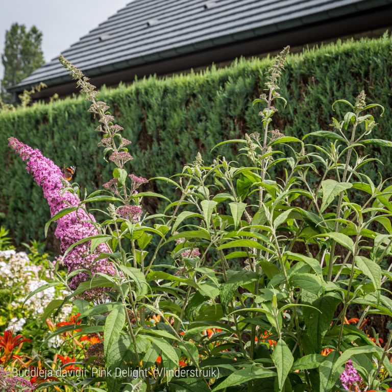 10/07/2019: Buddleja davidii 'Pink Delight', Vlinderstruik