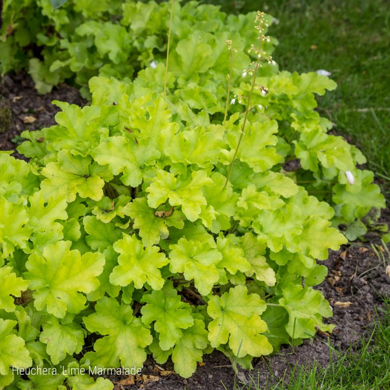 10/07/2019: Heuchera 'Lime Marmalade'