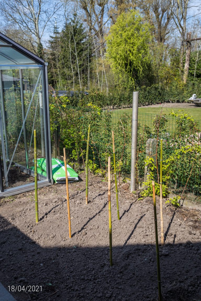 18/04/2021: hier komen tomaten