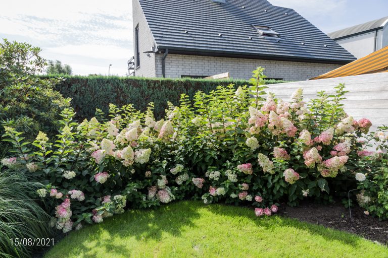 15/08/2021: Hydrangea paniculata ‘Fraise-Melba’ (r) bloeit zeer mooi