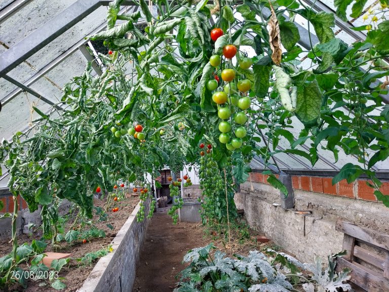 26/8/2023: ook in de serre van de buren doen de tomaten het goed