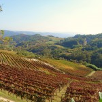 Spigno Monferrato - Vigneti 