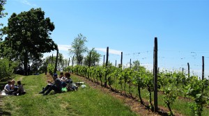 Picnic in de wijngaarden