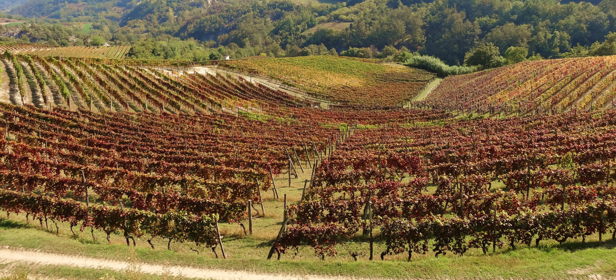 Piemonte wijnvakantie wijnregio