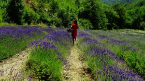 Piemonte, the Italian lavender region ?