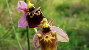 Terug in de tijd – Deel 56: Wilde orchideeën
