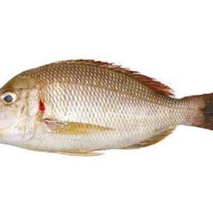 EMPEROR FISH