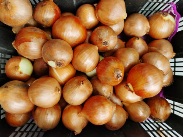 Wholesale Onions